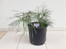 Pinus nigra pino usato  Montebelluna