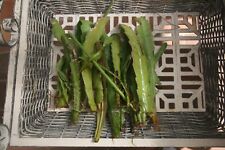 Epiphyllum rooted offshoots for sale  Shipping to Ireland