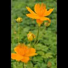 Trollius chinensis golden gebraucht kaufen  Deutschland