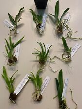 Orchid plant bare for sale  Hammonton