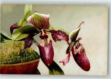 39613222 - Series 533 No.1066 Cypripedium Masterianum Women's Shoe Photochrome for sale  Shipping to South Africa