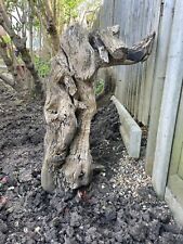 Tree stump height for sale  HARPENDEN