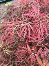 Japanese maple brocade for sale  USA