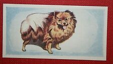 Pomeranian vintage 1950 for sale  Shipping to Ireland