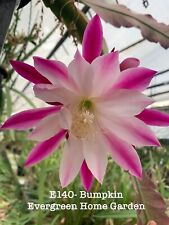 Rooted epiphyllum orchid for sale  San Jose