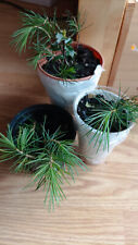 Cedar trees pots for sale  LONDON