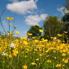Meadow buttercup seeds for sale  BURTON-ON-TRENT
