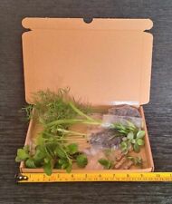 Small box plants for sale  WISBECH