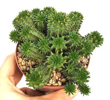 Euphorbia suzannae pot usato  Baranzate