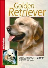 Golden retriever thumm gebraucht kaufen  Berlin