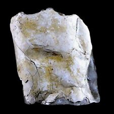 2.3 baculite fossil for sale  Post Falls