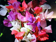 Sweet pea spencer for sale  PENRITH