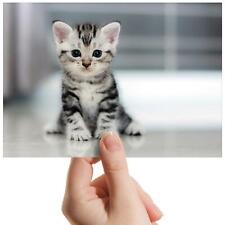 Grey bengal kitten for sale  SELBY