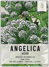 Angelica seeds 300 for sale  Denver