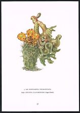 Vintage Weingartia Opuntia Clavarioides Cactus Flower Botanical Art Print for sale  Shipping to South Africa