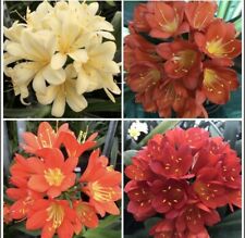 Clivia mixed young for sale  MEXBOROUGH