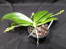 Phalaenopsis maddrax blühstar gebraucht kaufen  Deutschland