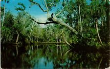 Tarzan Tree Tomoka River Florida Postcard PM Ormond Beach FL Clean Cancel WOB 3c for sale  Shipping to South Africa