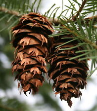 Douglas fir cones for sale  Marysville