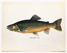 American brook trout for sale  NORWICH