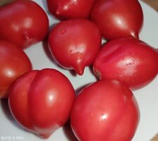 Tomatenpflanzen piennolo del gebraucht kaufen  Erwitte