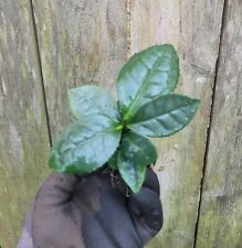 Camellia sinensis large for sale  Hollywood