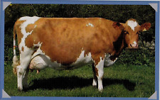 Guernsey cow book for sale  COLNE