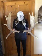 Antlers moose paddles for sale  Bigfork