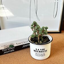 Miniature joshua tree for sale  Ramona