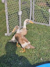 runner duck hatching eggs for sale  Rural Retreat