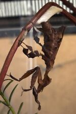Praying mantis ootheca for sale  KETTERING