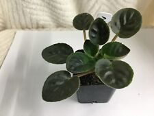 Neptune african violet for sale  Mascoutah