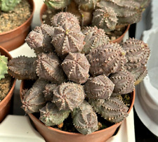 Euphorbia pseudoglobosa pot usato  Baranzate