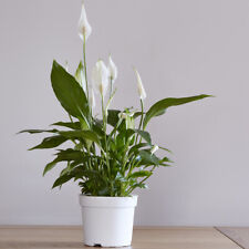 Peace lily house for sale  IPSWICH