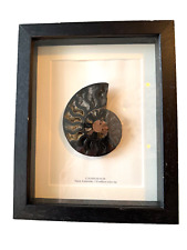 Framed black ammonite for sale  LONDON