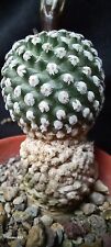 PELECYPHORA VALDEZIANUS ALBI/RUBIFLORUS from seed 5CM! ariocarpus aztekium for sale  Shipping to South Africa