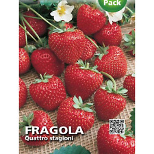 400 semi fragole usato  Arezzo