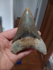 Huge megalodon tooth for sale  NORTHWICH