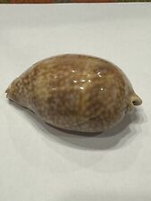 Cypraea cervus 105.40mm for sale  Ellenton