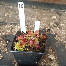 cephalotus for sale  BRAINTREE