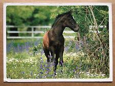 Postkarte pferde alfa gebraucht kaufen  Hamburg