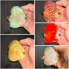 Pack assorted discus for sale  Garden Grove