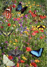 Wild flower seeds for sale  UK