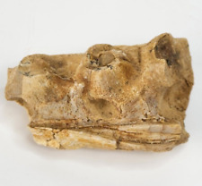 Mosasaur jaw partial for sale  Rockledge