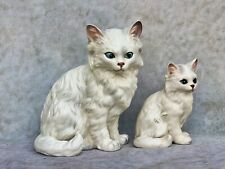 persian siamese cats for sale  Sarasota