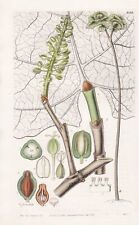 Coccoloba Pubescens West Indies Fiore Botany Engraving Incisione Curtis 3166 segunda mano  Embacar hacia Argentina