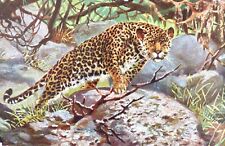 Genealogy mullens. leopard for sale  FLEET