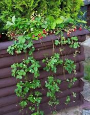 Alpine wild strawberry for sale  PONTEFRACT