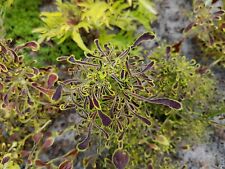 Coleus uts seaweed for sale  Shipping to Ireland