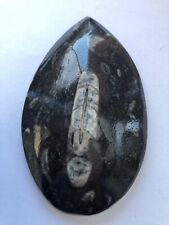 Orthoceras fossil genuine for sale  BLYTH